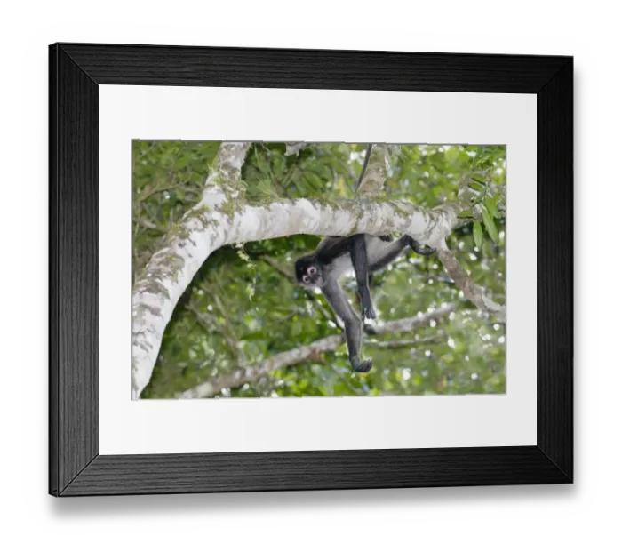 Framed Print : Central American Spider Monkey Ateles geoffroyi Tikal Guatemala Framed Print : Central American Spider Monkey Ateles geoffroyi Tikal Guatemala