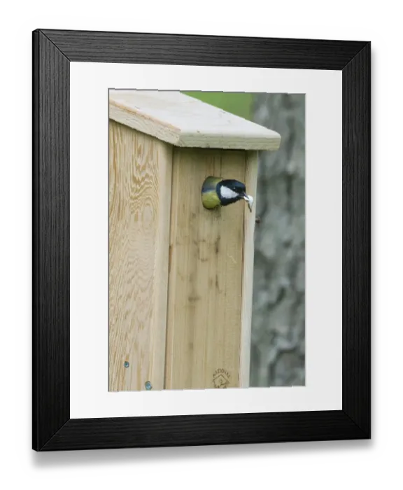 Framed Print : Great Tit Parus major removing a foecal sack from nest box Norfolk spring Framed Print : Great Tit Parus major removing a foecal sack from nest box Norfolk spring