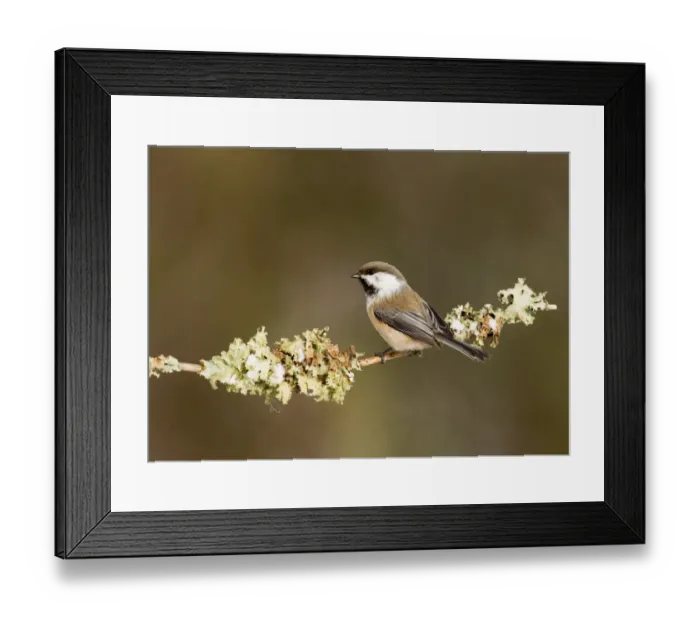 Framed Print : Siberian Tit Parus cinctus Finland winter Framed Print : Siberian Tit Parus cinctus Finland winter