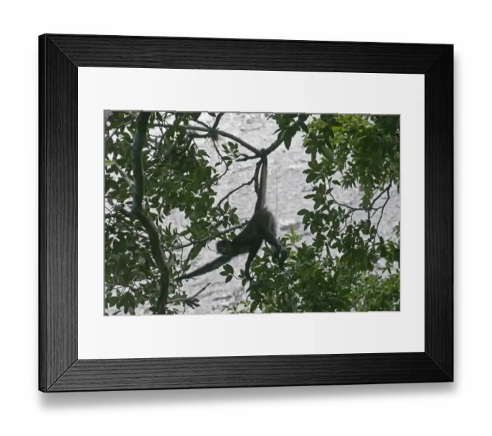 Framed Print : Central American Spider Monkey Ateles geoffroyi silhouetted against a Mayan Temple Framed Print : Central American Spider Monkey Ateles geoffroyi silhouetted against a Mayan Temple