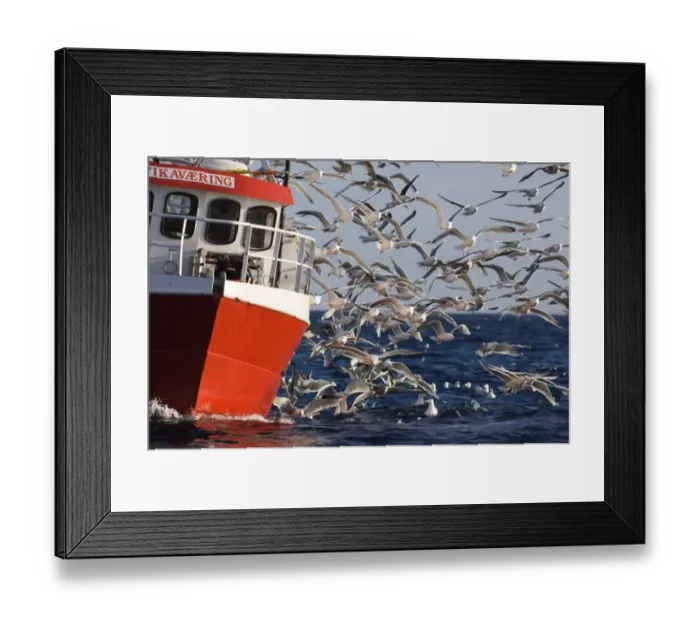 Framed Print : Gulls mainly Herring Gulls following fishing trawler at mouth of Varanger Fjord Arctic Framed Print : Gulls mainly Herring Gulls following fishing trawler at mouth of Varanger Fjord Arctic