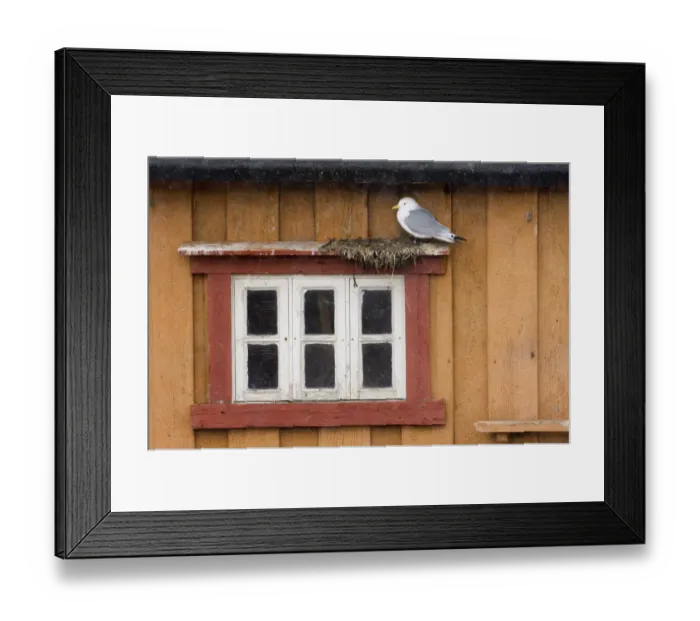 Framed Print : Kittiwakes Risa tidactyla nesting on nest ledge on side of building in Vado Framed Print : Kittiwakes Risa tidactyla nesting on nest ledge on side of building in Vado