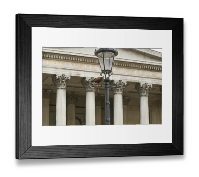 Framed Print : Falconers Harris Hawk being used to clear pigeons in Trafalgar Square London Framed Print : Falconers Harris Hawk being used to clear pigeons in Trafalgar Square London