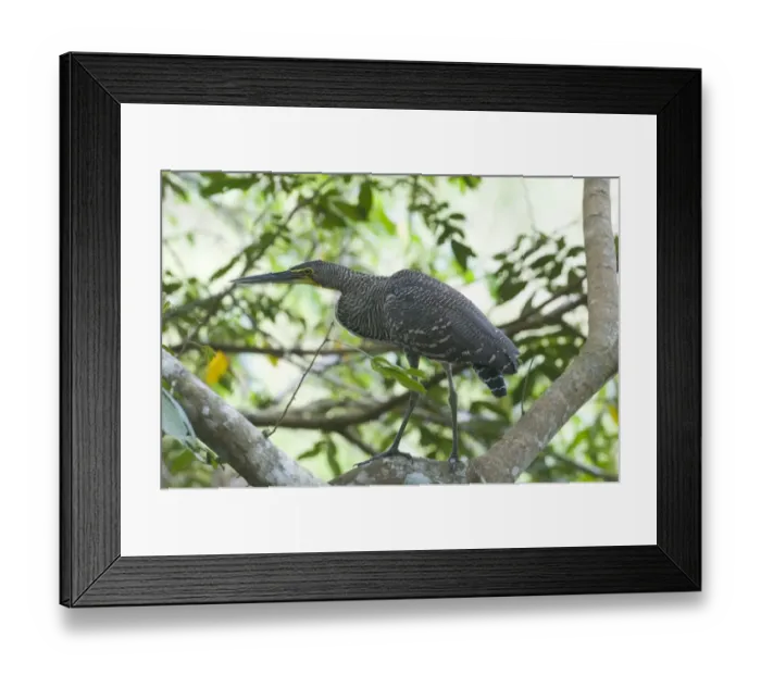 Framed Print : Bare-throated Tiger Heron Tigrisoma mexicanum juvenile Tikal Guatemala Framed Print : Bare-throated Tiger Heron Tigrisoma mexicanum juvenile Tikal Guatemala