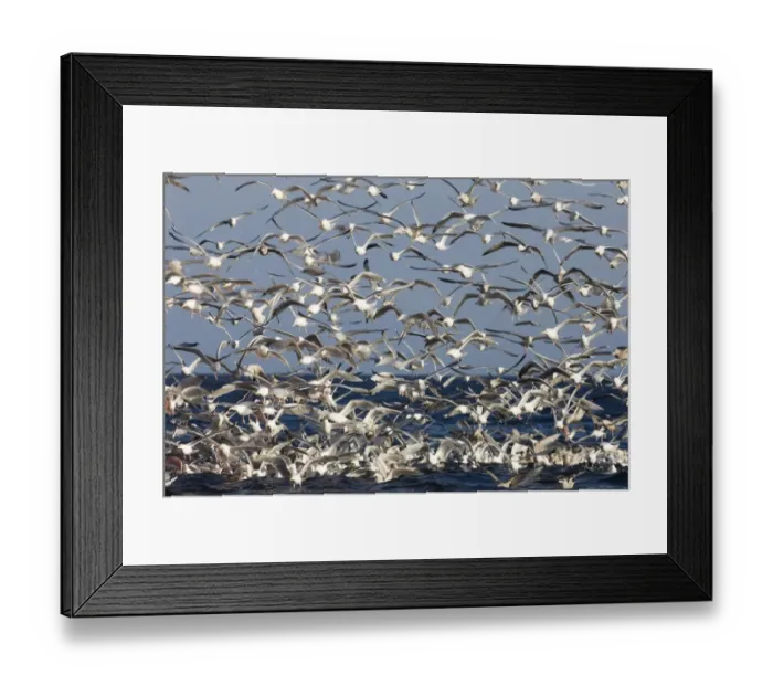 Framed Print : Herring Gulls Larus argentatus in feeding frenzy off the northern tip of Arctic Norway Framed Print : Herring Gulls Larus argentatus in feeding frenzy off the northern tip of Arctic Norway