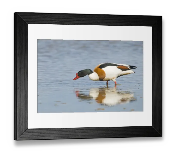 Framed Print : Shelduck Tadorna tadorna male feeding Cley Norfolk April Framed Print : Shelduck Tadorna tadorna male feeding Cley Norfolk April