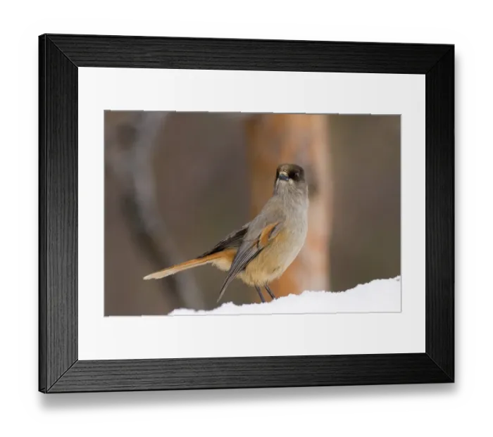 Framed Print : Siberian Jay Perisoreus infaustus in pine forest Finnish Lapland Finland winter Framed Print : Siberian Jay Perisoreus infaustus in pine forest Finnish Lapland Finland winter