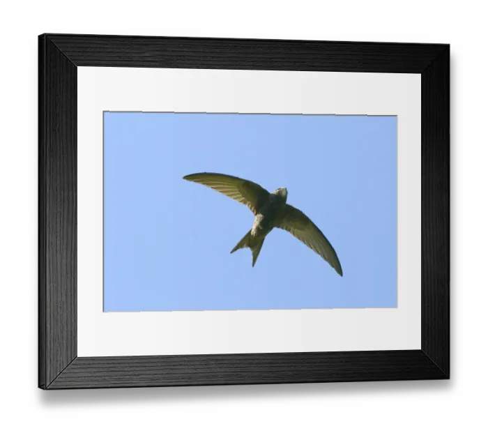 Framed Print : Swift Apus apus Norfolk May Framed Print : Swift Apus apus Norfolk May