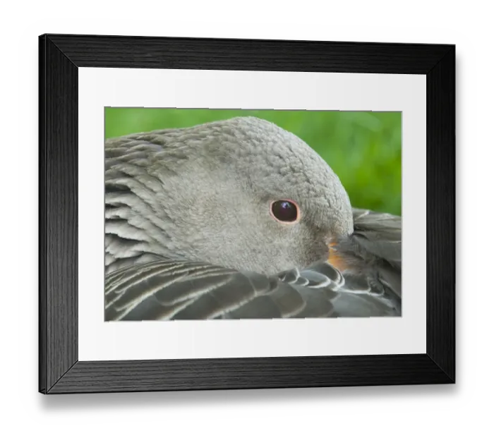 Framed Print : Greylag Goose Anser anser Cley Norfolk April Framed Print : Greylag Goose Anser anser Cley Norfolk April