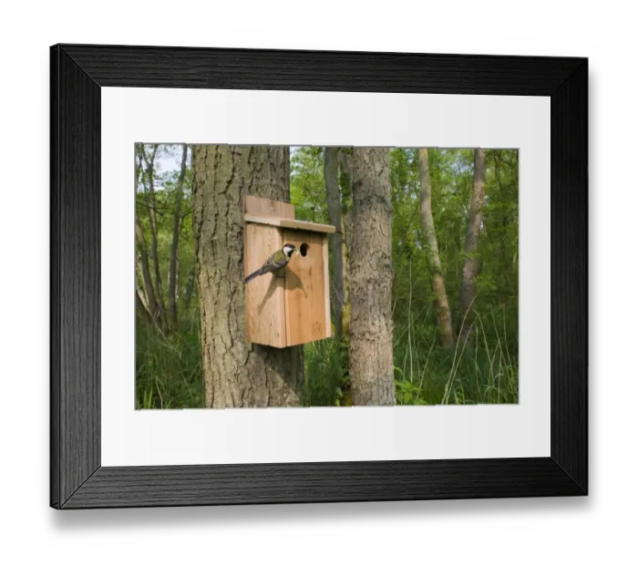 Framed Print : Great Tit Parus major bringing caterpillar to nest box in woodland Norfolk April Framed Print : Great Tit Parus major bringing caterpillar to nest box in woodland Norfolk April