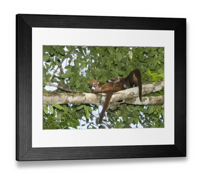 Framed Print : White-nosed Coati Nasua narica Tikal Guatemala Framed Print : White-nosed Coati Nasua narica Tikal Guatemala