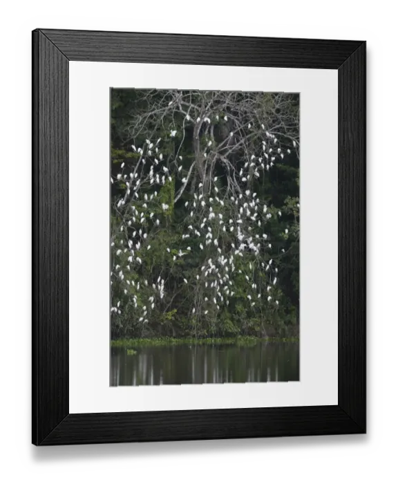 Framed Print : Cattle Egret Bubulus ibis roost in Peten Guatemala Framed Print : Cattle Egret Bubulus ibis roost in Peten Guatemala