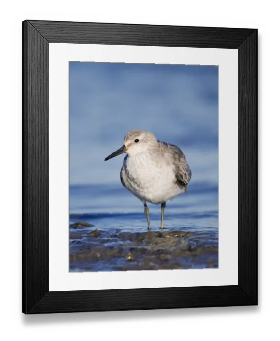 Framed Print : Knot Calidris canutus in winter plumage on the Wash Snettisham Norfolk Framed Print : Knot Calidris canutus in winter plumage on the Wash Snettisham Norfolk