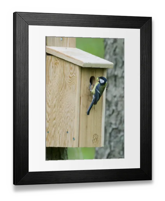 Framed Print : Great Tit Parus major bringing caterpillar to nest box in woodland Norfolk April Framed Print : Great Tit Parus major bringing caterpillar to nest box in woodland Norfolk April