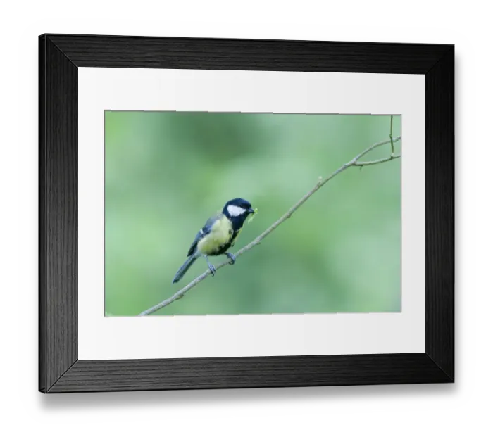 Framed Print : Great Tit Parus major with caterpillar for chicks Norfolk spring Framed Print : Great Tit Parus major with caterpillar for chicks Norfolk spring