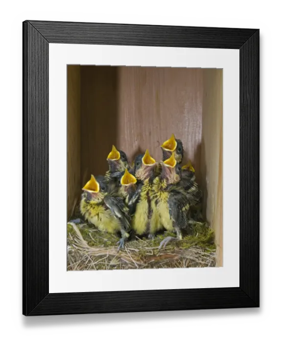 Framed Print : Great Tit Parus major chicks in nest box close to fledging Norfolk April Framed Print : Great Tit Parus major chicks in nest box close to fledging Norfolk April