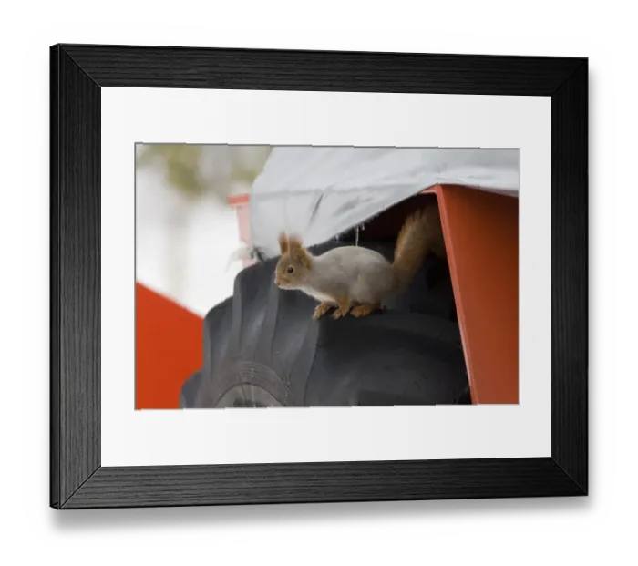 Framed Print : Red Squirrel on wheel of snow plough Oulu Finland winter Framed Print : Red Squirrel on wheel of snow plough Oulu Finland winter