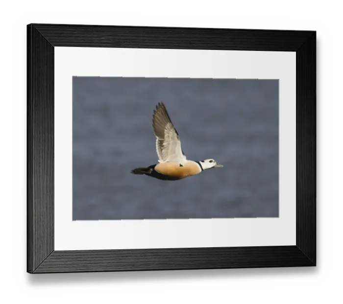 Framed Print : Stellers Eider Polysticta stelleri male Varanger Fjord Arctic Norway March Framed Print : Stellers Eider Polysticta stelleri male Varanger Fjord Arctic Norway March