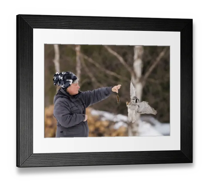 Framed Print : Lady feeding a Hawk Owl with dead vole central Finland winter Framed Print : Lady feeding a Hawk Owl with dead vole central Finland winter