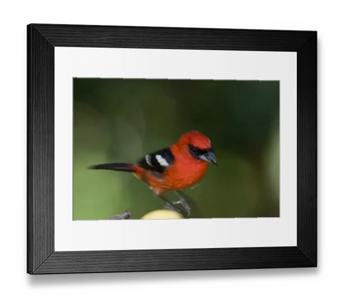 Framed Print : White-winged Tanager Piranga leucoptera latifasciata male at bird table Guatemala Framed Print : White-winged Tanager Piranga leucoptera latifasciata male at bird table Guatemala