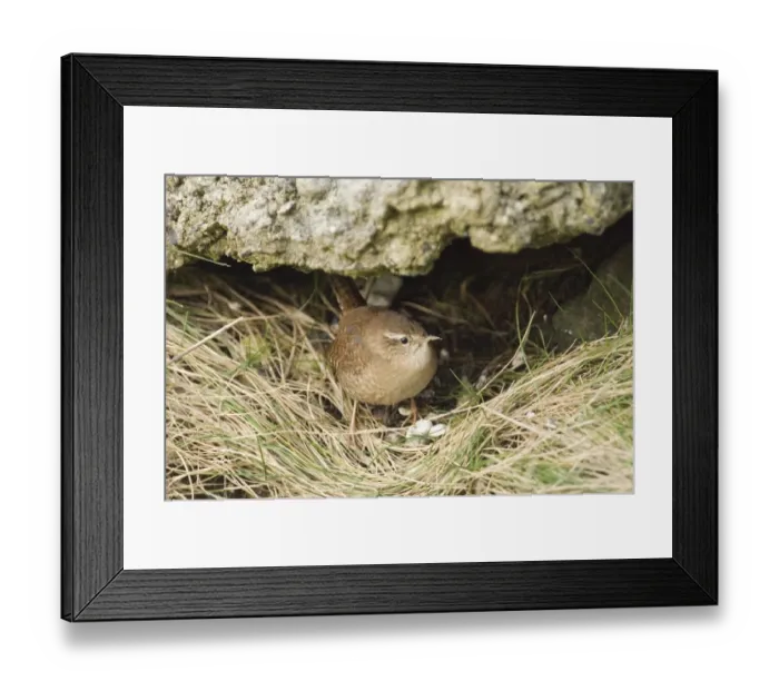 Framed Print : Wren Troglodytes troglodytes in garden UK winter Framed Print : Wren Troglodytes troglodytes in garden UK winter