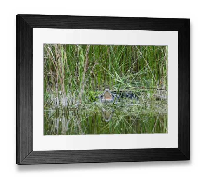Framed Print : Morelets Crocodile basking Tikal Guatemala Framed Print : Morelets Crocodile basking Tikal Guatemala