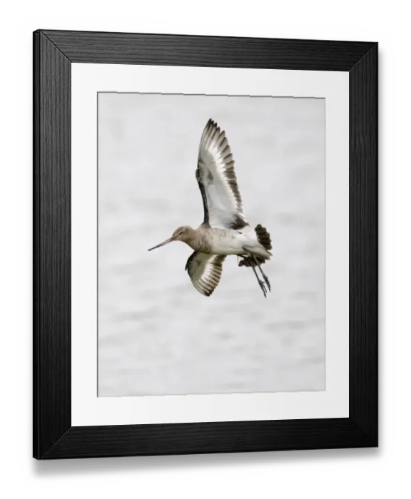 Framed Print : Black-tailed Godwit in non breeding plumage Belfast Northern Ireland Framed Print : Black-tailed Godwit in non breeding plumage Belfast Northern Ireland
