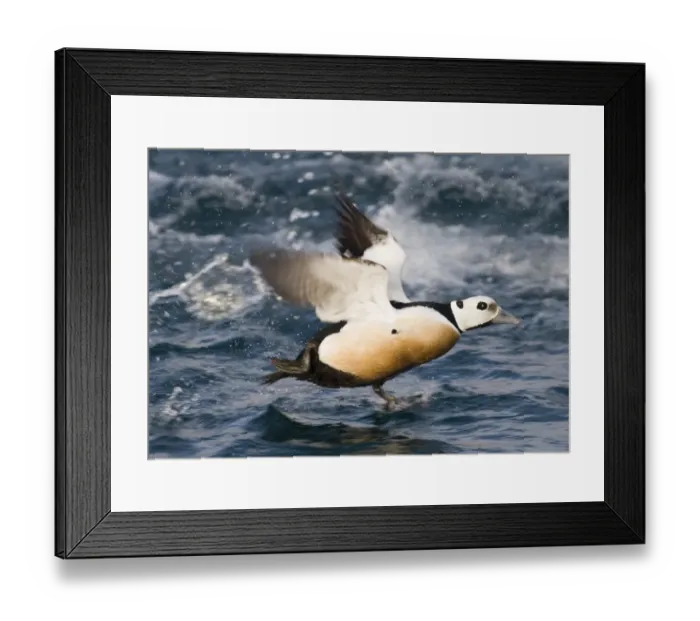 Framed Print : Stellers Eider Polysticta stelleri male taking off Varanger Fjord Arctic Norway March Framed Print : Stellers Eider Polysticta stelleri male taking off Varanger Fjord Arctic Norway March