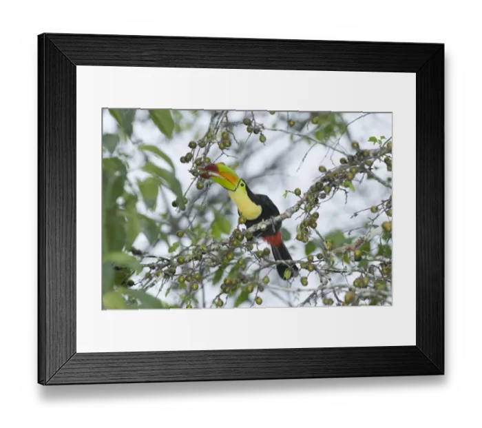 Framed Print : Keel-Billed Toucan Ramphastos sulfuratus brevicarinatus feeding on fruits Tikal Guatemala Framed Print : Keel-Billed Toucan Ramphastos sulfuratus brevicarinatus feeding on fruits Tikal Guatemala