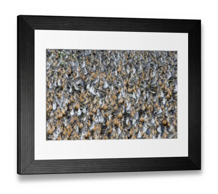 Framed Print : Knot Calidris canutus at high tide roost on island in gravel pit at Snettisham RSPB Framed Print : Knot Calidris canutus at high tide roost on island in gravel pit at Snettisham RSPB