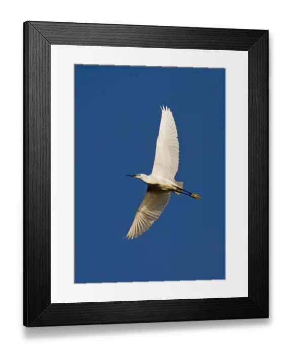 Framed Print : Little Egret egretta garzetta adult North Norfolk April