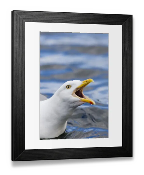 Framed Print : Herring Gull Larus argentatus calling Norway summer Framed Print : Herring Gull Larus argentatus calling Norway summer