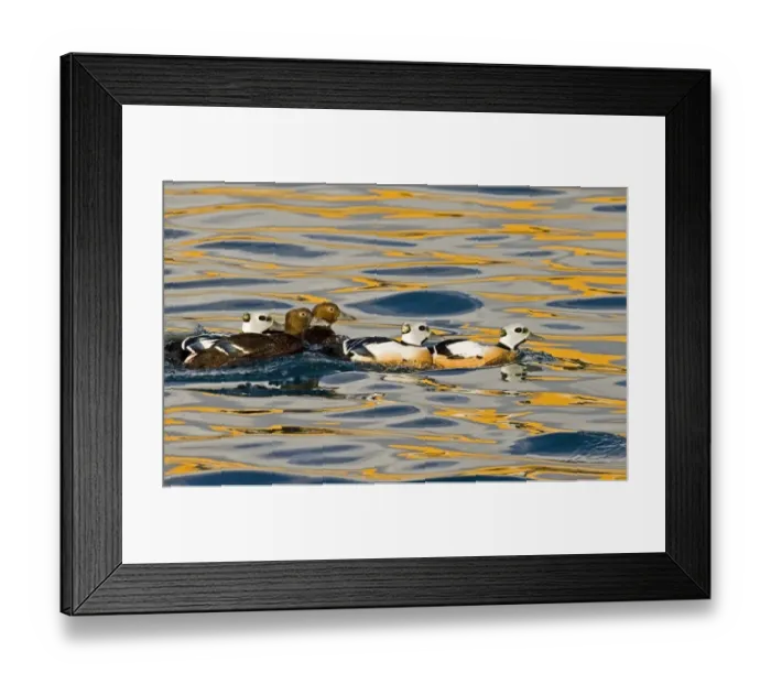 Framed Print : Stellers Eider Polysticta stelleri flock on sea Varanger Fjord Norway March Framed Print : Stellers Eider Polysticta stelleri flock on sea Varanger Fjord Norway March