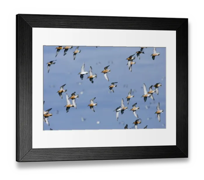 Framed Print : Knot calidris canutus arriving at high tide roost on island in gravel pit at Snettisham Framed Print : Knot calidris canutus arriving at high tide roost on island in gravel pit at Snettisham