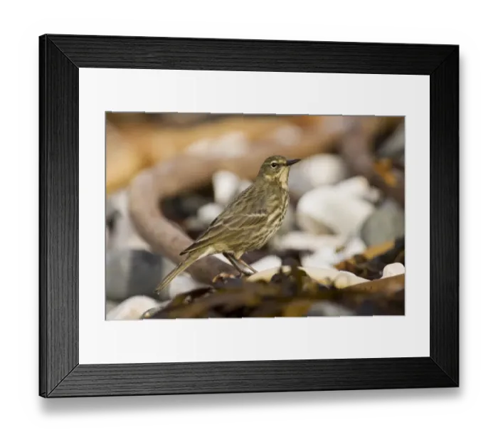 Framed Print : Rock Pipit Anthus petrosus on beach Co Antrim Northern Ireland winter Framed Print : Rock Pipit Anthus petrosus on beach Co Antrim Northern Ireland winter