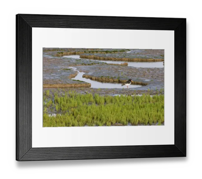 Framed Print : Oystercatcher Haematopus ostralegus Snettisham The Wash Norfolk August Framed Print : Oystercatcher Haematopus ostralegus Snettisham The Wash Norfolk August