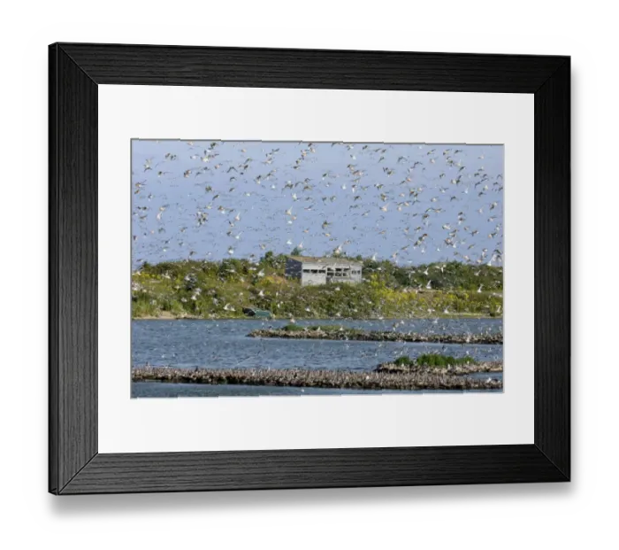 Framed Print : Knot calidris canutus arriving at high tide roost on island in gravel pit at Snettisham
