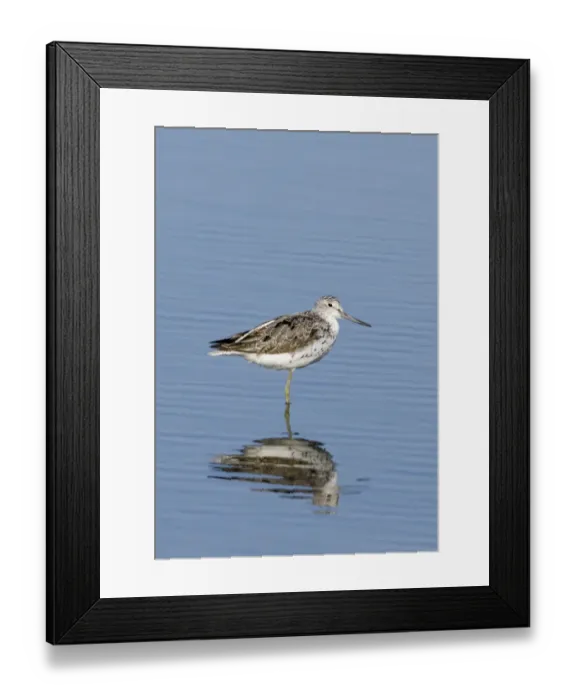 Framed Print : Greenshank Tringa nebularia moulting adult Snettisham Norfolk August Framed Print : Greenshank Tringa nebularia moulting adult Snettisham Norfolk August