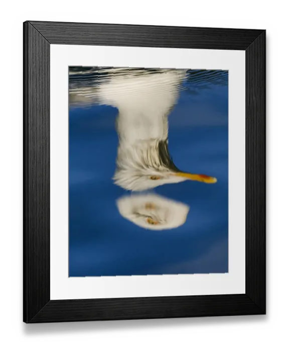 Framed Print : Herring Gull Larus argentatus reflection Norway July Framed Print : Herring Gull Larus argentatus reflection Norway July