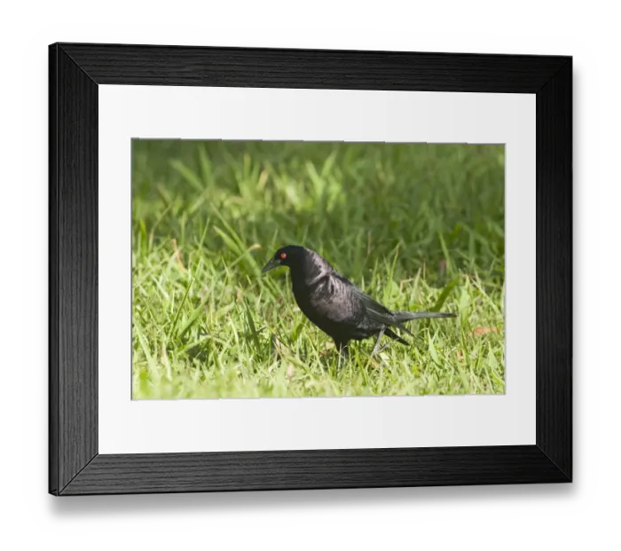 Framed Print : Giant Cowbird Scaphidura oryzivora Tikal Guatemala Framed Print : Giant Cowbird Scaphidura oryzivora Tikal Guatemala
