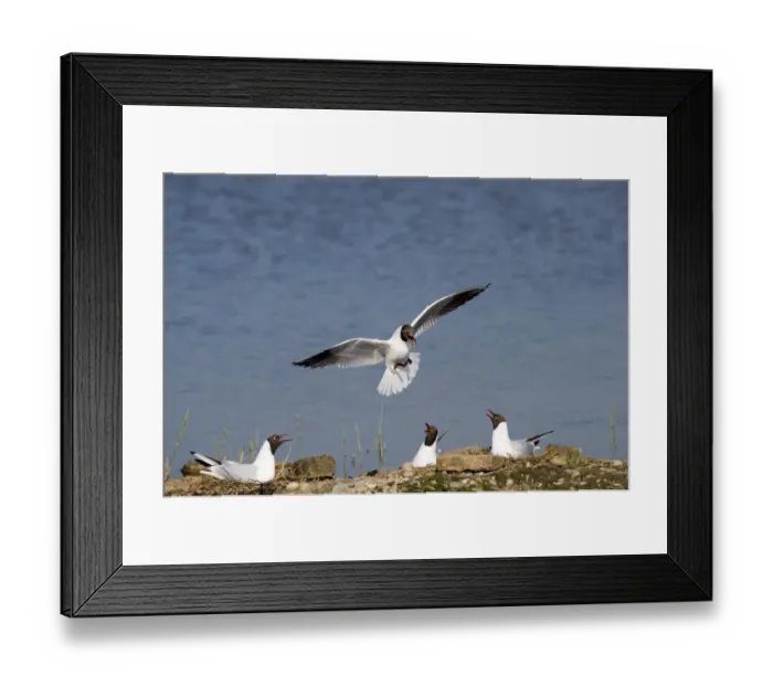 Framed Print : Black-headed Gull Larus ridibundus colony on Scrape at Minsmere RSPB Reserve Suffolk Framed Print : Black-headed Gull Larus ridibundus colony on Scrape at Minsmere RSPB Reserve Suffolk