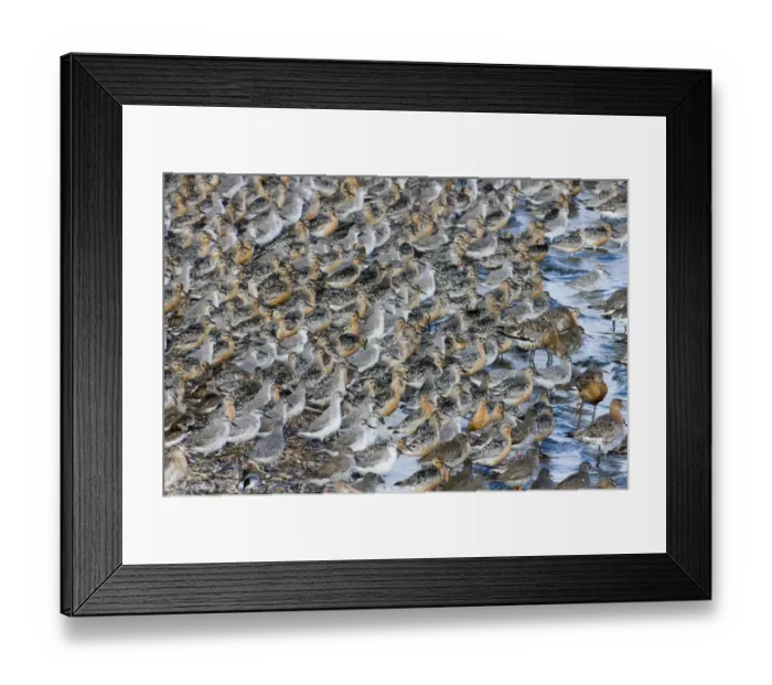 Framed Print : Knot Calidris canutus at high tide roost on island in gravel pit at Snettisham RSPB Framed Print : Knot Calidris canutus at high tide roost on island in gravel pit at Snettisham RSPB