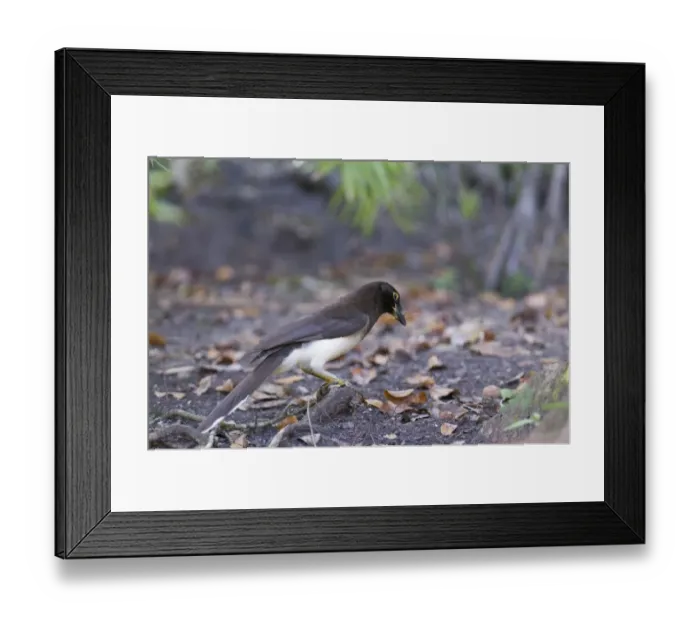 Framed Print : Brown Jay Tikal Guatemala Framed Print : Brown Jay Tikal Guatemala