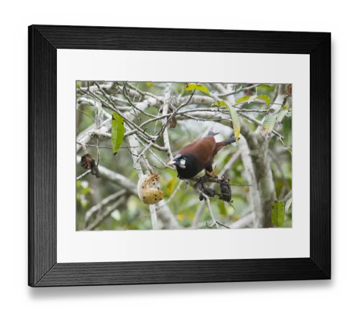 Framed Print : Montezuma Oropendola Psaracolius montezuma feeding in fruiting tree Tikal Guatemala Framed Print : Montezuma Oropendola Psaracolius montezuma feeding in fruiting tree Tikal Guatemala