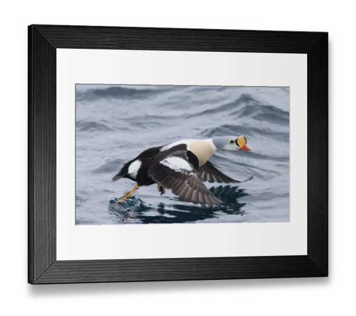 Framed Print : King Eider Somateria spectabilis male taking off Varanger Fjord Arctic Norway March Framed Print : King Eider Somateria spectabilis male taking off Varanger Fjord Arctic Norway March