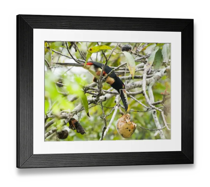 Framed Print : Collared Aracari Pteroglossus t. torquatus feeding in fruiting tree Tikal Guatemala Framed Print : Collared Aracari Pteroglossus t. torquatus feeding in fruiting tree Tikal Guatemala