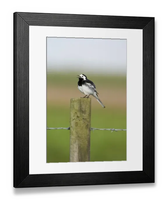 Framed Print : Pied Wagtail Motacilla alba male in song Norfolk spring Framed Print : Pied Wagtail Motacilla alba male in song Norfolk spring