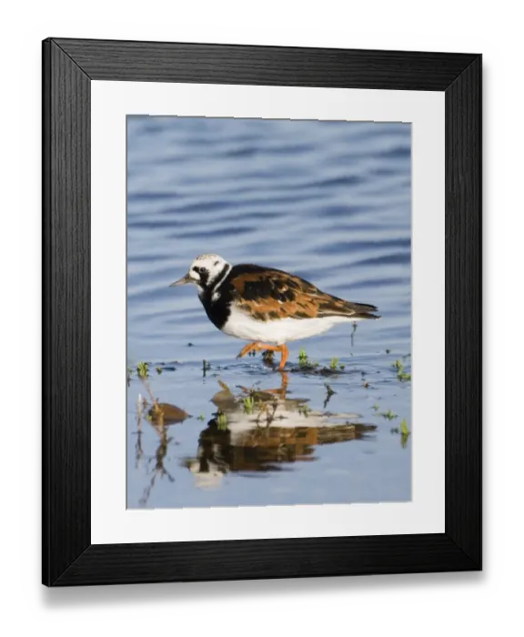 Framed Print : Turnstone Arenaria interpres in breeding plumage Norfolk April Framed Print : Turnstone Arenaria interpres in breeding plumage Norfolk April