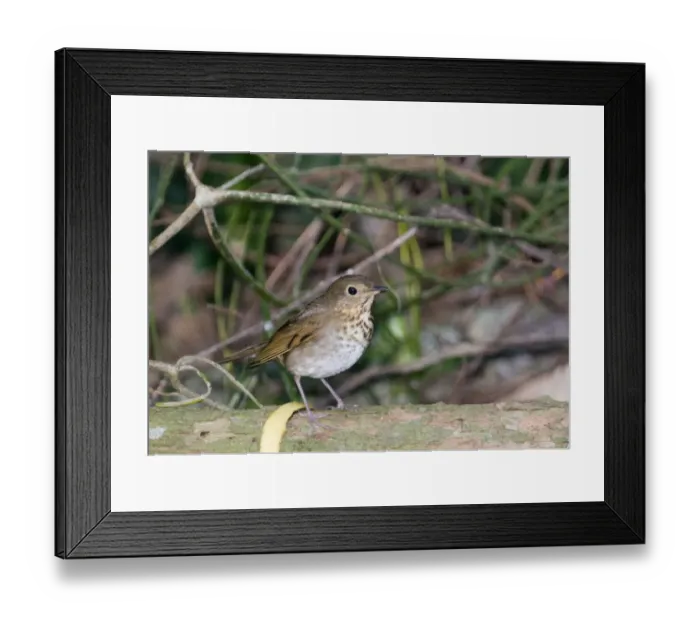 Framed Print : Swainsons Thrush Catharus ustulatus swainsoni Guatemala Framed Print : Swainsons Thrush Catharus ustulatus swainsoni Guatemala