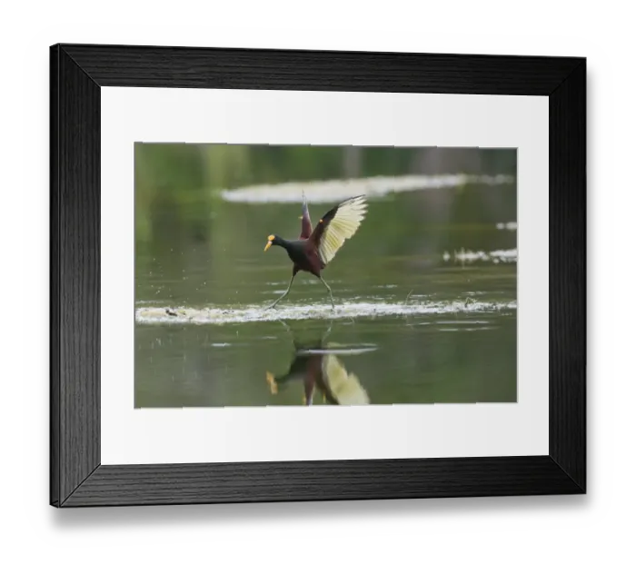 Framed Print : Northern Jacana Jacanas spinosa Tikal Guatemala Framed Print : Northern Jacana Jacanas spinosa Tikal Guatemala